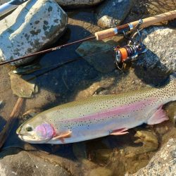 大型ばかり！ 天竜川ルアーフライ専用区